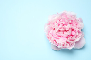 Beautiful pink peony on light blue background, top view. Space for text