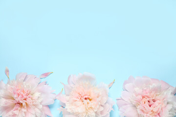 Beautiful pink peonies on light blue background, flat lay. Space for text