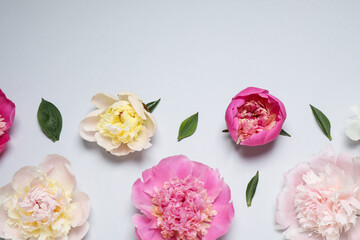 Beautiful fresh peonies and leaves on light grey background, flat lay