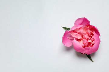 Beautiful pink peony on light grey background, top view. Space for text