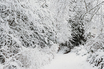 Snow day  in WA, USA (February, 2020)