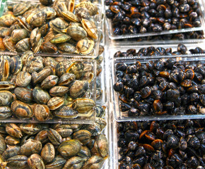 Two varieties of fresh clams  at the Tsukiji Fish Market in Tokyo, Japan.
