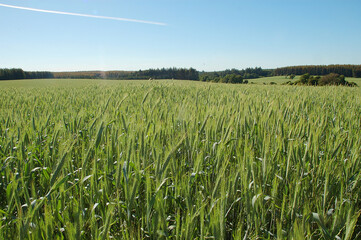 Campo de trigo transgenico