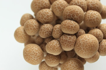 Japanese food ingredient, shimeji mushroom on white background with copy space