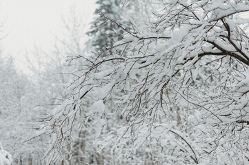 Snow day  in WA, USA (February, 2020)