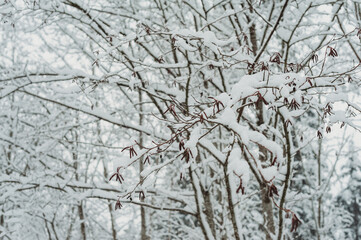 Snow day  in WA, USA (February, 2020)