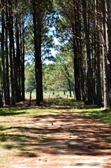Forest in Cabo Polonio, Rocha, Uruguay