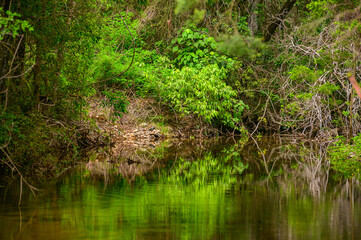 Fototapeta na wymiar Fresh water creek with beautiful green reflections, Kroombit Tops National Park, Queensland