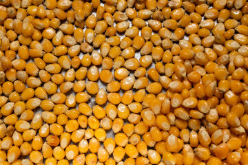 popcorn grains in oil and salt, stainless pan bottom.