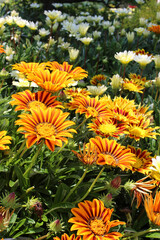 オレンジ色のガザニアの花