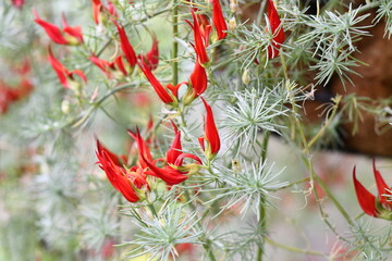 macro red flowers