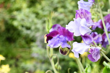 Blue and purple flowers in spring