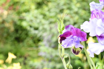 Blue and purple flowers in spring