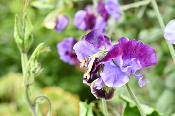 Blue and purple flowers in spring