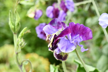 Blue and purple flowers in spring