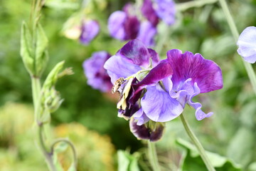 blue iris flower