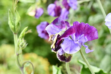 blue and purple flowers