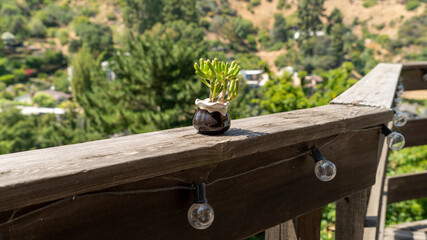 Succulent Medium Plant Jade 'Gollum' on Wood Deck in Laurel Canyon, CA

