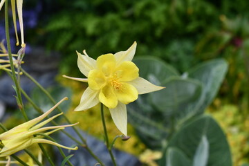 daffodils in spring