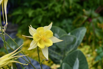yellow daffodil on a branch