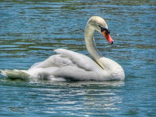 White Swan on the Water 