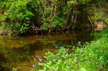 red and purple wild flowers and butterfly with next to fresh water creek in Kroombit Tops National Park, Queensland