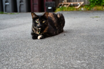 Calico Cat