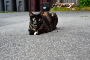 Calico Cat