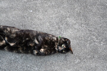 Calico Cat