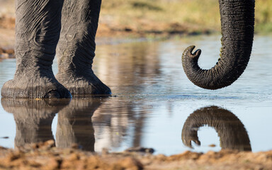 Vertical close up on elephant's feet and curled trunk in Khwai Okavango Delta Botswana
