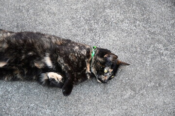 Calico Cat