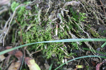 moss on the ground