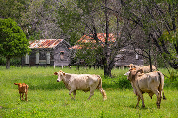 Naklejka na ściany i meble Brahman cattle in grazing grass field with disused homestead in the background, Kroombit Tops National Park, Queensland