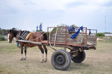 Fototapeta na wymiar Horse with horse-drawn carriage in La Paloma, Rocha, Uruguay