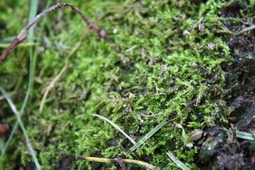 moss