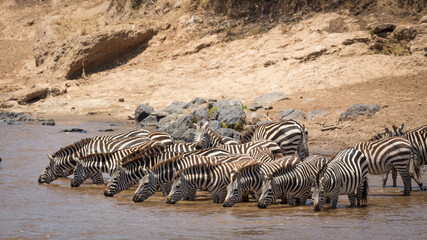 Fototapeta na wymiar Herd of zebra standing at the edge of Mara River drinking in Masai Mara Kenya