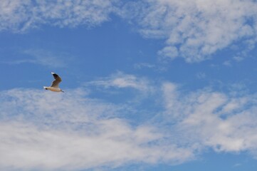 Seagull flying in the coas of La Paloma, Rocha, Uruguay
