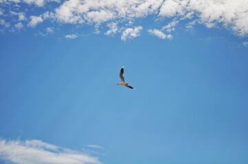 Seagull flying in the coas of La Paloma, Rocha, Uruguay