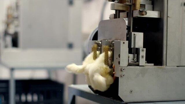 Industrial pruning of chicken beaks at a poultry farm. The device cuts off the beaks of small newborn chickens