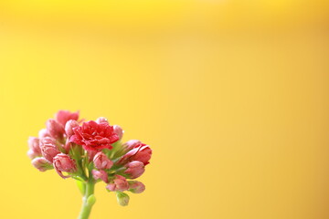 A blooming pink flower on yellow background, many text space