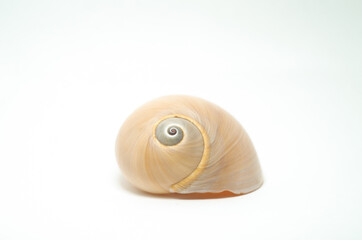 Simple Sea Shell