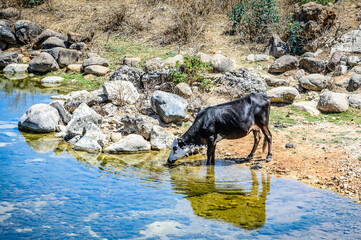 It's Cow drinks water. Socotra Island, Yemen. UNESCO World Heritage