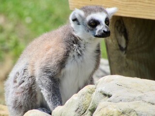 Lemur on Rocks 