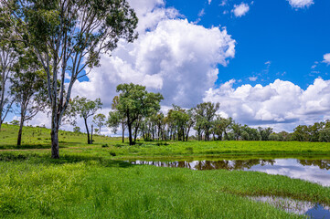 fresh water pond surrounded by tall green grass and tree in the foreground, in Kroombit Tops National Park, Queensland