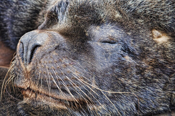 Naklejka premium Sea lions resting at Necochea Beach in Buenos Aires, Argentina
