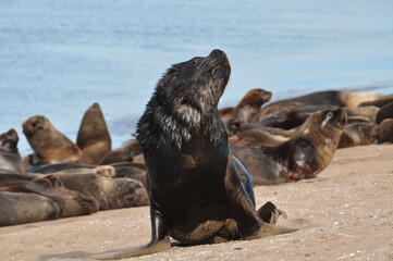 Fototapeta premium Sea lions resting at Necochea Beach in Buenos Aires, Argentina