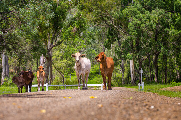Brahman cattle on a gravel country road with trees in the background in summer, Kroombit Tops National Park, Queensland