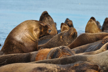 Sea lions resting at Necochea Beach in Buenos Aires, Argentina