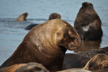 Fototapeta premium Sea lions resting at Necochea Beach in Buenos Aires, Argentina