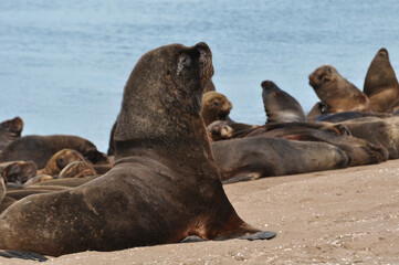 Naklejka premium Sea lions resting at Necochea Beach in Buenos Aires, Argentina